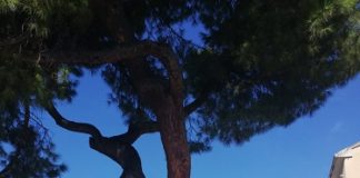 Intervento al pino inclinato a Borgo San Giuliano