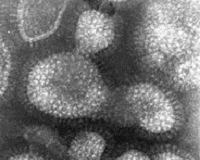 Identificato all’Università di Parma il primo virus influenzale alle porte della stagione epidemica