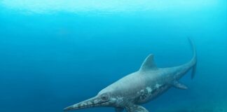 In Appennino “spunta” un rettile marino di 100 milioni di anni fa