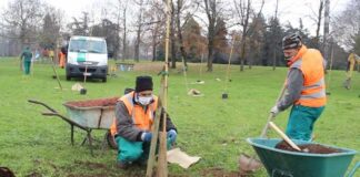 Mille nuovi alberi messi a dimora nei parchi e nei giardini della città