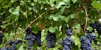 “Zona gialla” e alla Rocca di Dozza riprendono le attività
