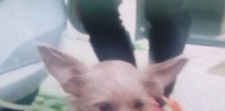 Chiede l’elemosina con un cagnolina: sequestrato l’animale