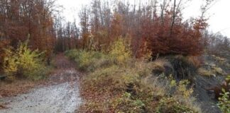 Montagna. Dalla Regione 1,3 milioni di euro per i boschi danneggiati da calamità naturali