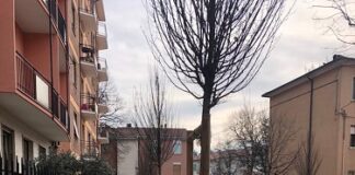 Nuovi alberi in Via Mischi