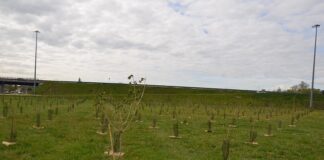 Forestazione urbana, altre 1.809 piante messe a dimora