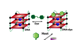 Strutture nel DNA associate all’inibizione dei tumori