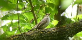 Giardino delle Capinere, record di animali accolti e salvati per la Lipu di Ferrara