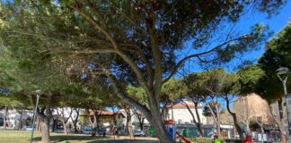 Misano, stabilità dei pini: avviati i pulling test