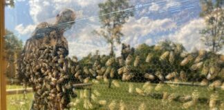 World Bee Day, prosegue la programmazione degli eventi (FOTO)