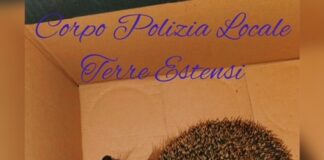 Riccio chiuso in un sacco e gettato in un cassonetto, la Polizia Locale lo salva e lo rimette in libertà
