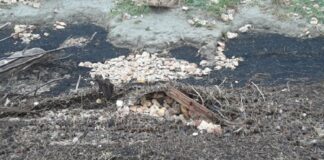 Difesa del suolo. A San Giovanni in Persiceto (Bo) al via i lavori per la messa in sicurezza della cassa di espansione del Samoggia
