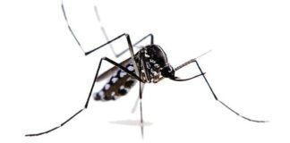 Per il progetto Arbovirosi e Rete Città Sane lo sviluppo di attività innovative a Russi e Bologna