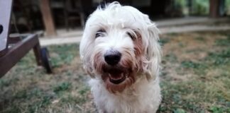 Abbandonato quando aveva più bisogno di cure e amore, il cane Mario cerca casa dopo un brutto incidente