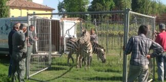 Polizia provinciale di nuovo a caccia di…zebre