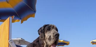 In spiaggia con gli amici a quattro zampe