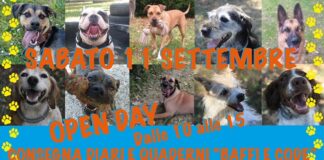 Open day del canile “Stefano Cerni”