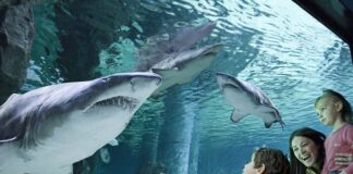 Ponte dell’Immacolata e dicembre nei parchi Costa Edutainment della Riviera