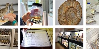 “Collections”: seminario dedicato alle collezioni del museo di Storia naturale di Ferrara