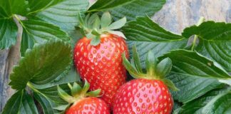 CIV – Parthenope® , fragola da Sud, brilla nella Piana del Sele