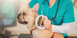 Oltre il 90% dei bolognesi ha applicato il microchip al proprio pet