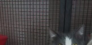 Per la Giornata nazionale del Gatto, Francesca Mattei rilancia l’idea del Gattile nella zona di Vergiano
