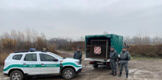 Scoperto un impianto abusivo per la cattura di cinghiali