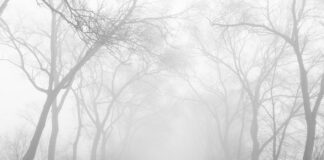 Cultura e Paesaggio. Immagini dalle campagne dell’Emilia-Romagna