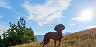 L’ENCI scende in campo per aiutare gli allevamenti ucraini
