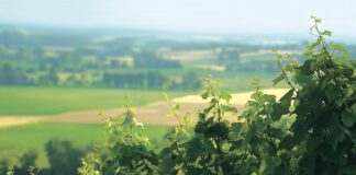 Cantina di Vicobarone: è ProWein il nuovo appuntamento internazionale per promuovere la qualità