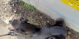 Sequestrato dalle guardie zoofile Oipa di Bologna un alano malnutrito e malato