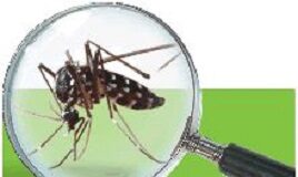 Lotta alla zanzara tigre, le disposizioni e le raccomandazioni del Comune