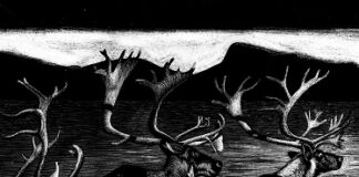 Alla Delfini la mostra “C’era la taiga, c’era un incendio”