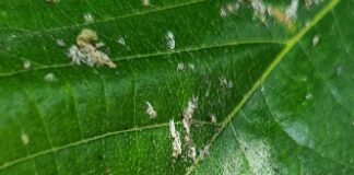 La melata appiccicosa cade dagli alberi e infastidisce