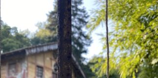 Caccia alle ampolle nel bosco stellato