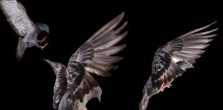 9,10 e 11 settembre festival Crisalide – Forlì