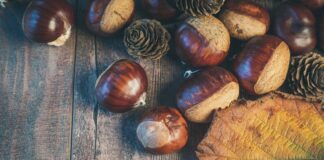 Fine settimana d’autunno nei Quartieri, dalla sagra del cicciolo alla festa di San Martino (FOTO)