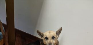 Crescono le adozioni al Canile Stefano Cerni: nel 2022 66 animali hanno trovato una nuova famiglia