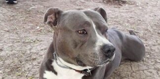 Jason, il cane sfrattato torna sempre al centro commerciale