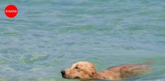 Pubblicata l’ordinanza che disciplina la balneazione dei cani: Rimini spiaggia pet friendly