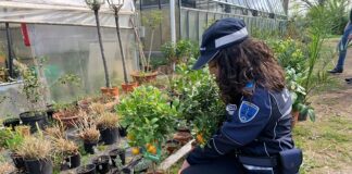 La Polizia Locale sequestra piante ad un venditore abusivo e le dona all’Istituto Agrario Serpieri