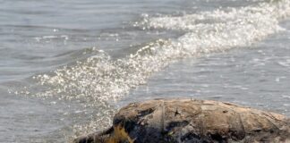 La dichiarazione dell’Assessora alla Transizione ecologica del Comune di Rimini, Anna Montini