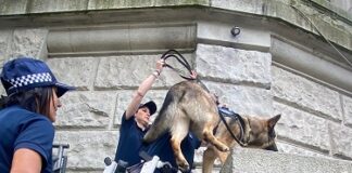 Sorpreso a spacciare cocaina: scaglia la bici sull’auto civetta della Polizia Locale e si dà alla fuga