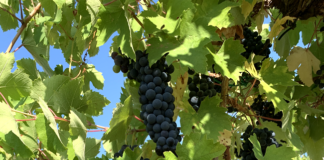 Inizia la vendemmia in Cantina di Vicobarone con grandi aspettative per le produzioni di qualità