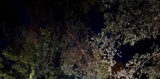 Cattolica, terminata la minirassegna cinematografica al Parco della Pace