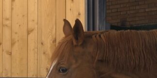Domani 17 gennaio a Medicina Veterinaria la benedizione degli animali