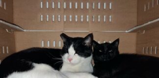 Verso la giornata nazionale del gatto del 17 febbraio