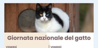 Presenza di gatti sul territorio e colonie feline, se ne parla venerdì sera alla Casa delle Associazioni