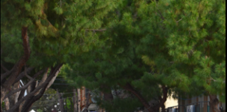 “Cattolica in Fiore” dal 27 aprile al 1° maggio