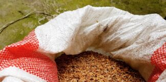 29 maggio: agli Aperitivi della conoscenza dell’Università di Parma si parla di riso rosso fermentato e integratori