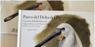 Il disegno come strumento di conoscenza naturalistica: un incontro al Museo